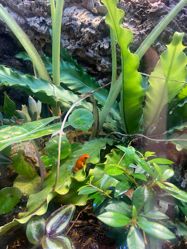 Reptile Store «Nature Box Pet Emporium», reviews and photos, 13722 E Quincy Ave, Aurora, CO 80015, USA