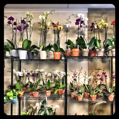 Florist «Blossom Shop», reviews and photos, 138 Orange St, New Haven, CT 06510, USA