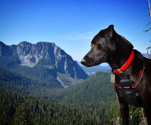 Pet Supply Store «Mud Bay», reviews and photos, 2410 Harrison Ave NW, Olympia, WA 98502, USA