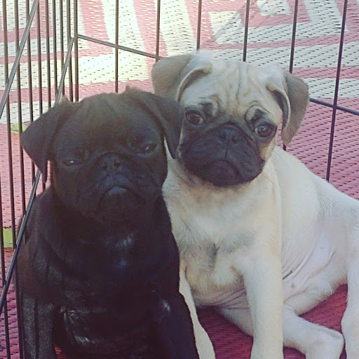 Pet Supply Store «Petco Animal Supplies», reviews and photos, 877 Central Ave, Dover, NH 03820, USA