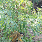 Photo n° 31 de l'avis de Raphael.r fait le 10/08/2022 à 18:59 pour Bioparc de Doué-la-Fontaine à Doué-la-Fontaine