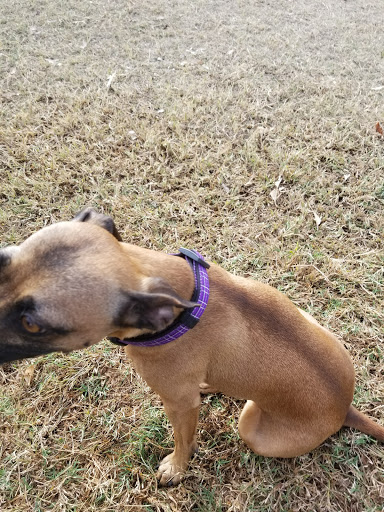 Park «Grover Basin Dog Park», reviews and photos, 17445 N 20th St, Phoenix, AZ 85022, USA