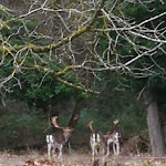Photo n°1 de l'avis de claudia.V fait le 03/01/2019 à 15:11 sur le  Ristorante Poldino à Pisa