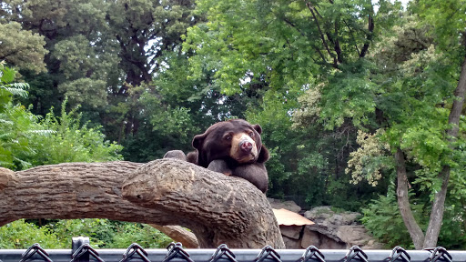 Zoo «Durhams Bear Canyon», reviews and photos, 3701 S 10th St, Omaha, NE 68107, USA