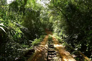 Parque Nacional Soberanía image