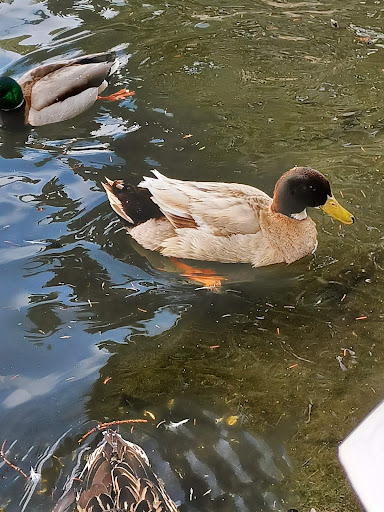 MSU Duck Pond Spring, 1262 S 11th Ave, Bozeman, MT 59715