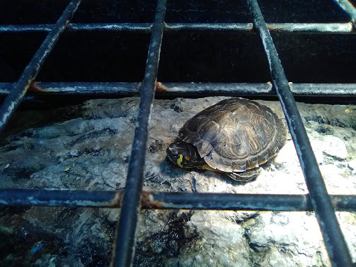 Pet Supply Store «Petco Animal Supplies», reviews and photos, 2435 N Hwy 67, Florissant, MO 63033, USA