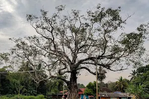 Sankaranarayanaswami Temple image