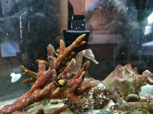 Aquarium «The River Center», reviews and photos, 805 US-1, Jupiter, FL 33477, USA