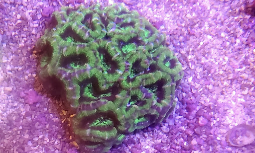 Aquarium Shop «Wet Pets by Steve», reviews and photos, 504 W Main St, Norman, OK 73069, USA