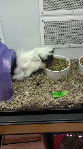 Pet Supply Store «Petco Animal Supplies», reviews and photos, 1917 Douglas Blvd, Roseville, CA 95661, USA