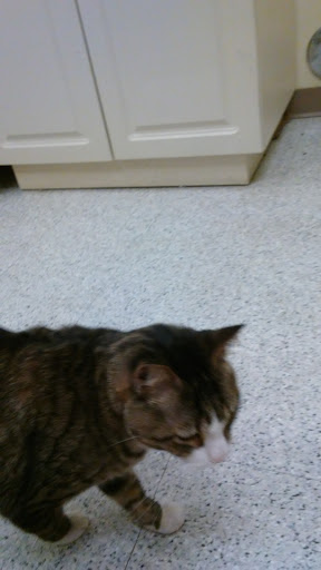 Pet Supply Store «Petco Animal Supplies», reviews and photos, 2784 W Peoria Ave, Phoenix, AZ 85029, USA