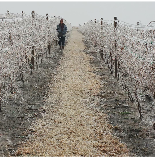 Winery «Prairie Fire Winery», reviews and photos, 20250 Hudson Ranch Rd, Paxico, KS 66526, USA