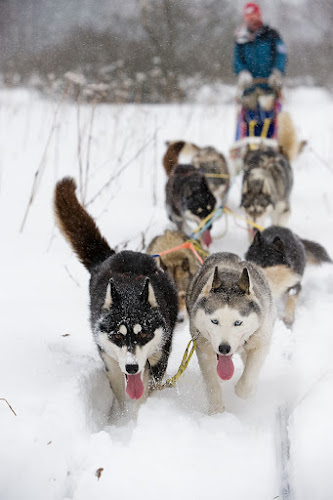 Komentáře a recenze na Husky Tours