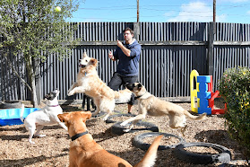 Big Brown Paws Doggie Daycare & Grooming