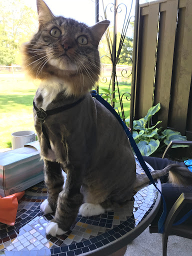 Pet Supply Store «PetSmart», reviews and photos, 430 NW Eastman Pkwy, Gresham, OR 97030, USA