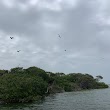 Black Skimmer Island