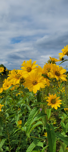 Nature Preserve «McDonald Woods Forest Preserve», reviews and photos, 19611 W Grass Lake Rd, Lake Villa, IL 60046, USA