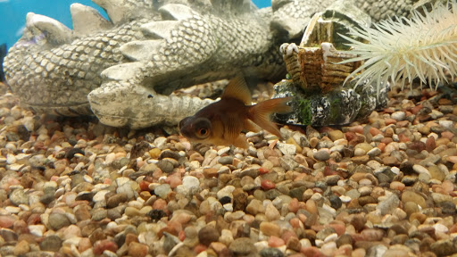 Pet Supply Store «PetSmart», reviews and photos, 4180 US-1, Monmouth Junction, NJ 08852, USA