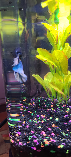 Pet Supply Store «Petco Animal Supplies», reviews and photos, 200 Edwards Blvd b, Lake Geneva, WI 53147, USA