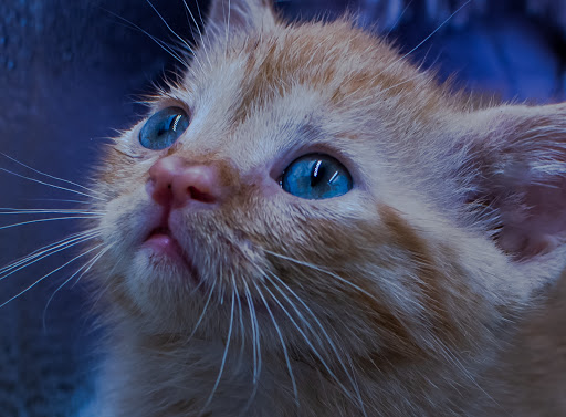 Pet Supply Store «Pet Supermarket», reviews and photos, 1746 E Silver Springs Blvd, Ocala, FL 34470, USA