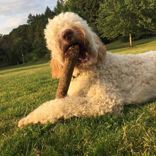 Park «Sellwood Riverfront Park», reviews and photos, SE Oaks Park Way, Portland, OR 97202, USA