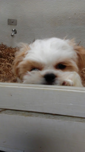 Pet Store «Puppy City», reviews and photos, 3343 Valley Pike, Winchester, VA 22602, USA