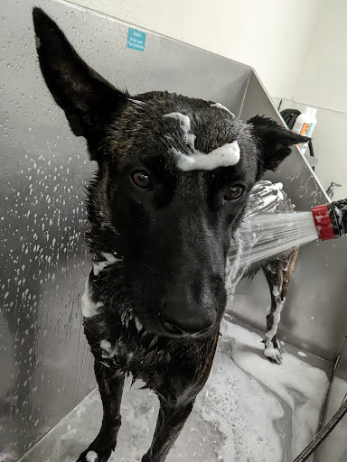 Pet Supply Store «Centinela Feed & Pet Supplies», reviews and photos, 11055 W Pico Blvd, Los Angeles, CA 90064, USA