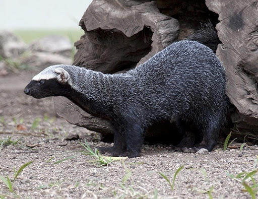 Bird Shop «Bird House», reviews and photos, 1020 NJ-18 E, East Brunswick, NJ 08816, USA