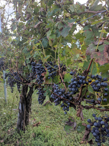 Wine Store «Nassau Valley Vineyards-Winery», reviews and photos, 32165 Winery Way, Lewes, DE 19958, USA