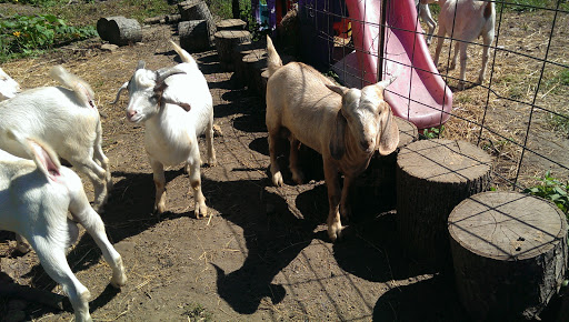 Butcher Shop «Lebanese Butchers Slaughterhouse», reviews and photos, 241 W Shirley Ave, Warrenton, VA 20186, USA