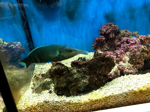 Pet Supply Store «Petco Animal Supplies», reviews and photos, 1419 Towne Square Blvd NW, Roanoke, VA 24019, USA