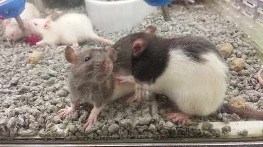 Pet Supply Store «Petco Animal Supplies», reviews and photos, 3115 Iowa St, Lawrence, KS 66046, USA