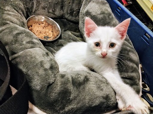 Pet Supply Store «PetSmart», reviews and photos, 40451 Lowes Ave, Gonzales, LA 70737, USA