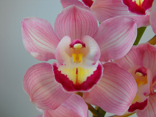 Florist «Sterling Blooms», reviews and photos, 43-50 11th St #206, Long Island City, NY 11101, USA