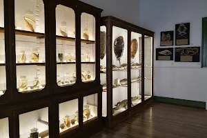 Museo de Ciencias Naturales image