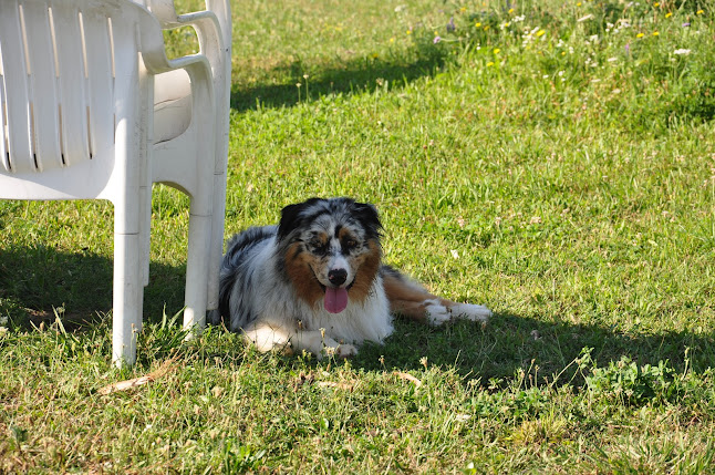 Rezensionen über Pattes O Champs - Garderie Canine & Cours d’Obéissance Canine & Dressage pour Chien in Vernier - Hundeschule