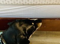 Carolina Bed Bug Dog - Photo 8 - Car repair in , Greensboro