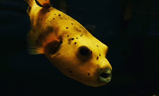 Pet Store «Pets Place II», reviews and photos, 120 E Rte 59, Nanuet, NY 10954, USA