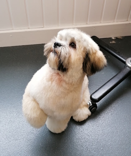 Reviews of Posh Dog Pet Grooming in Manchester - Dog trainer