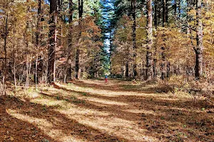Maumee State Forest image