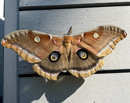 Modern Art Museum «Glenstone», reviews and photos, 12002 Glen Rd, Potomac, MD 20854, USA