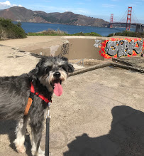 Adventure Dog SF - Photo 5 - Car repair in , San Francisco