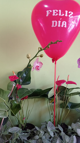 Vivero Mirador Cotacachi Agro