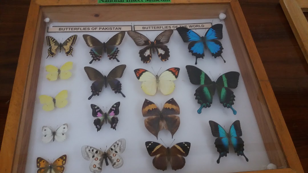National Insect Museum
