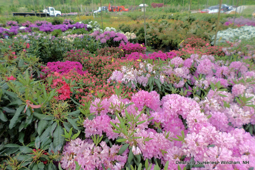 Garden Center «Delahunty Nurseries & Florist», reviews and photos, 41 Range Rd, Windham, NH 03087, USA