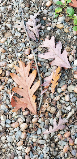 Historical Landmark «Montgomery Place Historic Estate», reviews and photos, 26 Gardener Way, Red Hook, NY 12571, USA