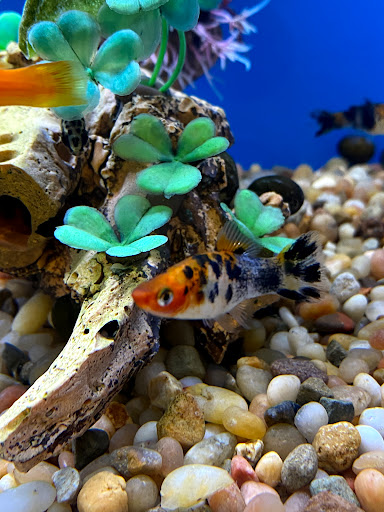 Pet Store «Woofs & Waves», reviews and photos, 5426 Arrowhead Pkwy E, Sioux Falls, SD 57110, USA