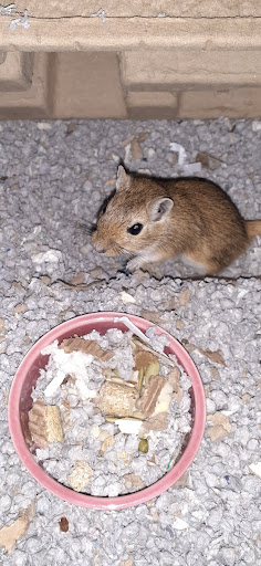 Pet Supply Store «Petco Animal Supplies», reviews and photos, 4950 S 76th St, Greenfield, WI 53220, USA