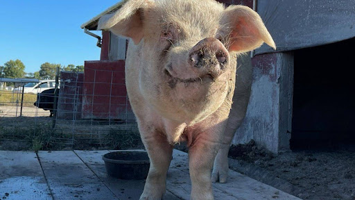 Over The Rainbow Sanctuary Inc